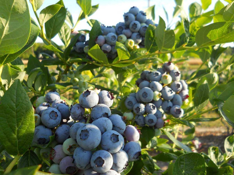 Bountiful Bennett Blueberries draped on a blueberry bush at the peak of ripeness 